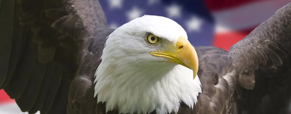 ccspd eagle | Concealed Carry Safety For Personal Defense Inc