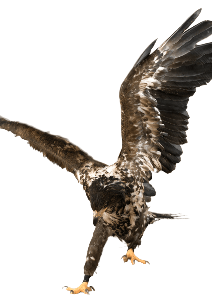 A swooping eagle symbolizing gun training in Park Ridge.